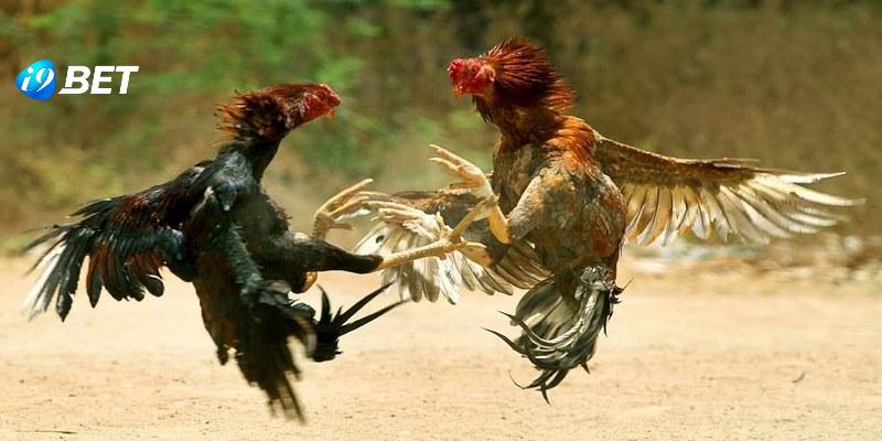 Dự đoán kết quả đá gà chọi nhờ vào đặc điểm nổi bật